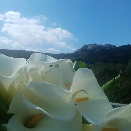 Hotell Pinocchio Arzachena