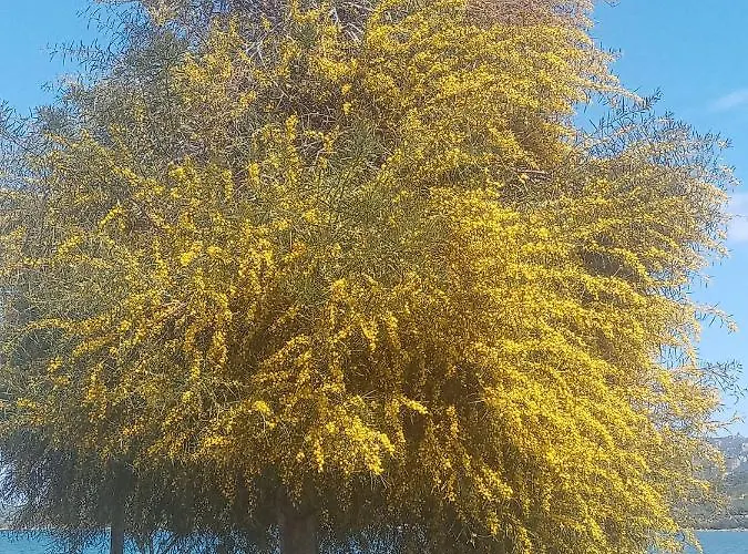 Hotel Pinocchio Arzachena