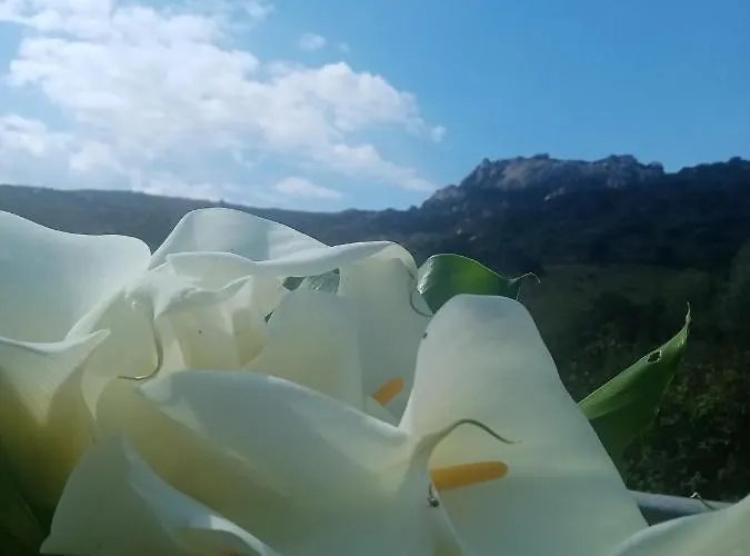 Hotel Pinocchio Arzachena